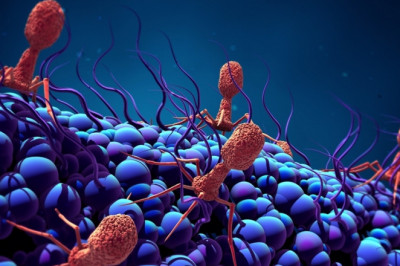 An Overview of the Aptamers Market