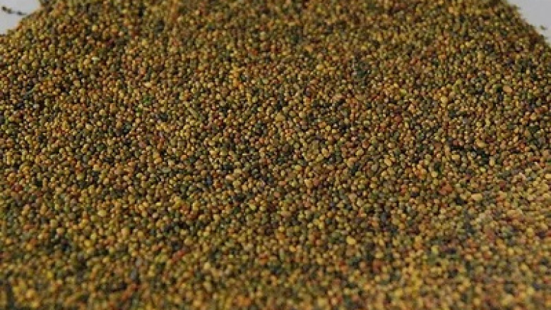 Farmers, Especially Dairy Farmers, Use Forage Seeds To Produce Forage That Can Be Fed To Farm Animals
