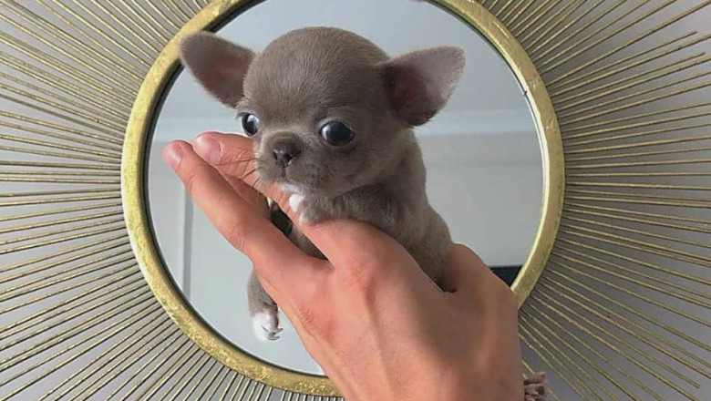 Teacup chihuahua puppies