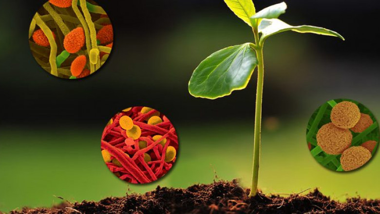 Biostimulants Market Dynamics