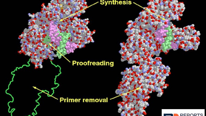 DNA Polymerase Market Size, Revenue Analysis, Opportunities, Trends, Product Launch, 2030