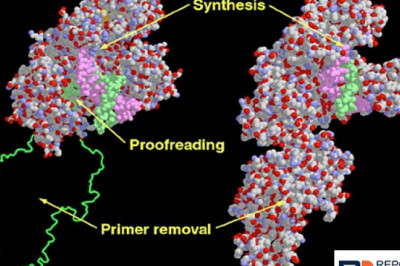 DNA Polymerase Market Size, Revenue Analysis, Opportunities, Trends, Product Launch, 2030