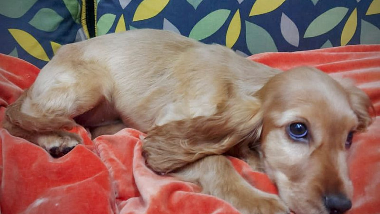 Pets Habitat: A Perfect Puppy Pet Store in Dubai