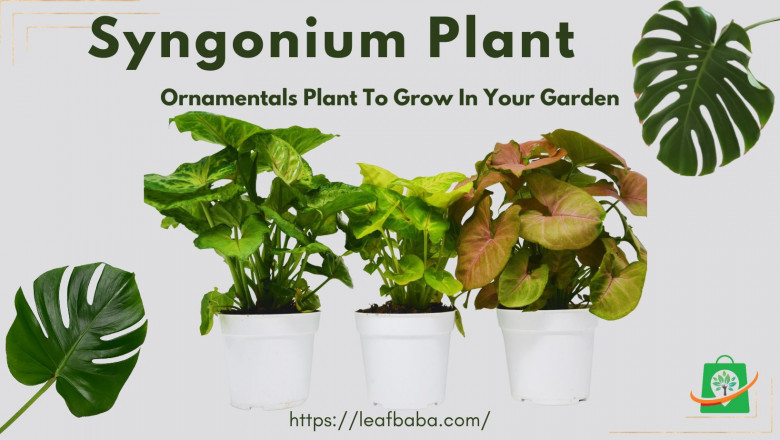 Syngonium: A Hard to Kill and Air-Purifying Plant