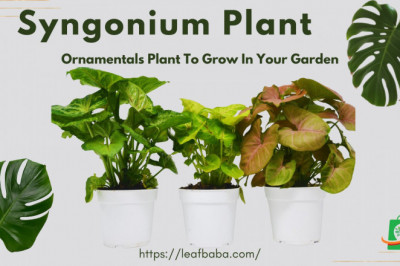Syngonium: A Hard to Kill and Air-Purifying Plant