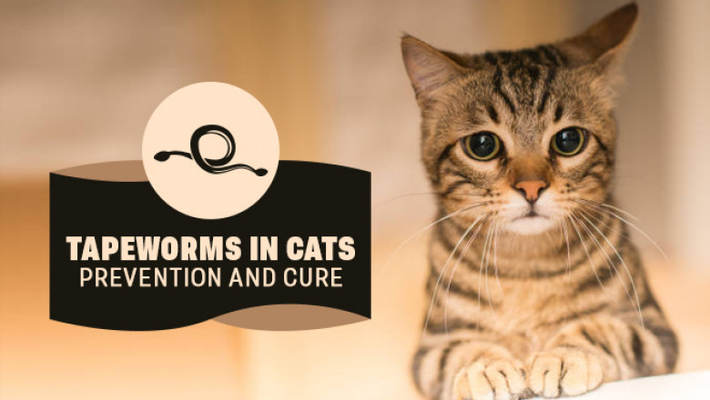 Tapeworms in Cats: Prevention and Cure | DiscountPetCare