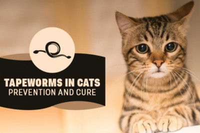 Tapeworms in Cats: Prevention and Cure | DiscountPetCare