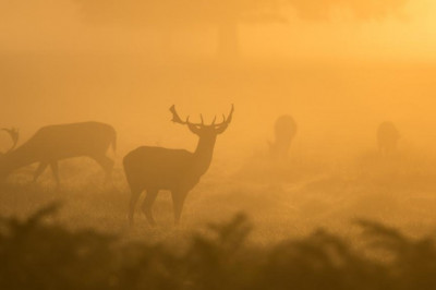 the biggest trends in black afghan strain weve seen this year