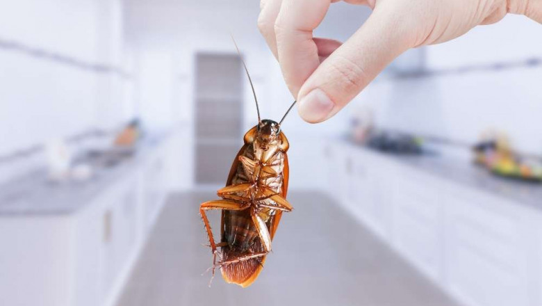 How to Prevent Cockroaches in Kitchen Cabinets
