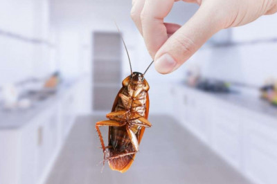 How to Prevent Cockroaches in Kitchen Cabinets
