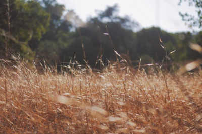 what will plant esters clove be like in 100 years