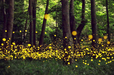 Kothaligad Monsoon Trek