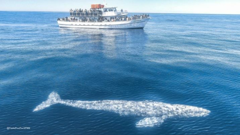 San Diego whale watching cruise system in the open ocean