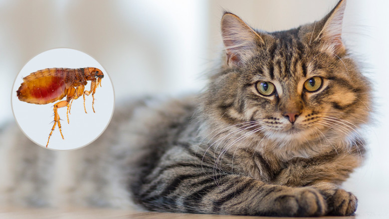 Flea Treatment In Cats : Types Of Products One Can Choose From