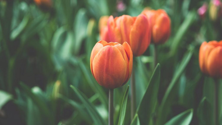 print at will services guidelines for economical publishing