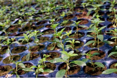 The Incredible Journey of Stevia Extract from Leaf to Sweetener
