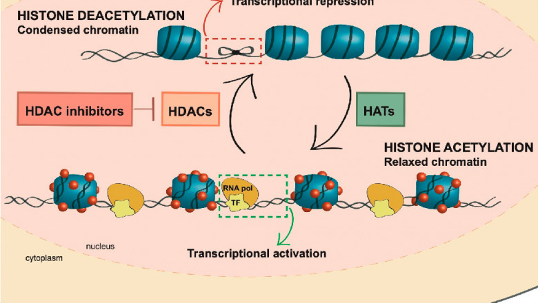 In The Forecast Period, HDAC Inhibitors Market Is Expected To Grow Due To Increasing R&D Activities Related To Cancer