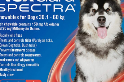 Nexgard Spectra 3pk for 30.1-60 Kg dogs Monthly Flea, Tick & Worming Prevention