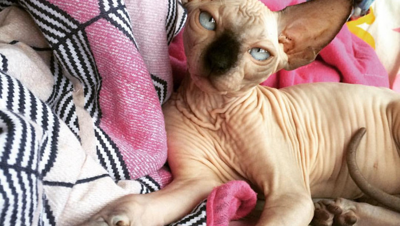 spynx kittens for sale
