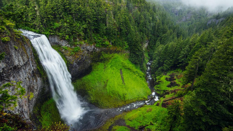 co robi kot sam w domu