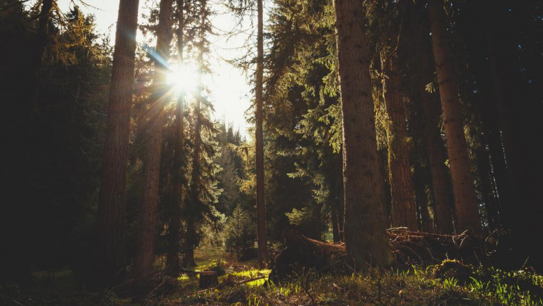 5 means to maintain your lungs healthy and balanced as well as whole