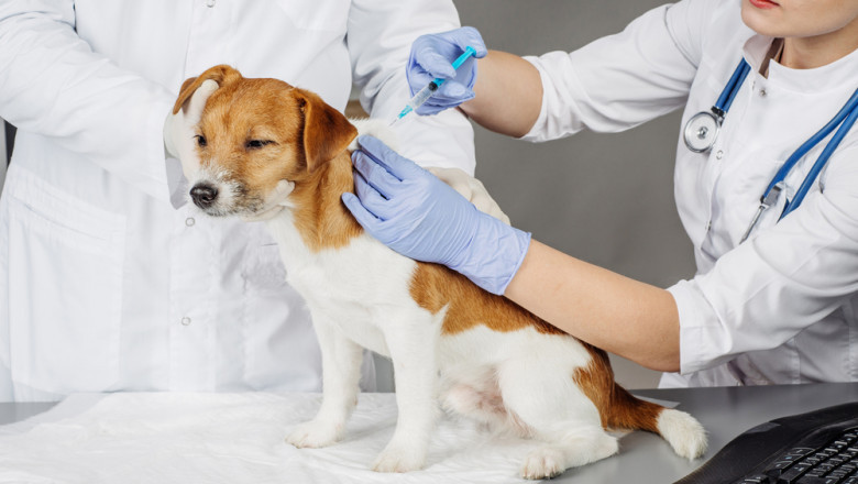 All we need to Know about Animal Vaccines