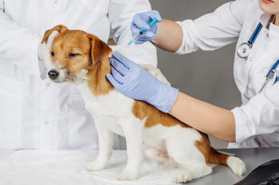 All we need to Know about Animal Vaccines