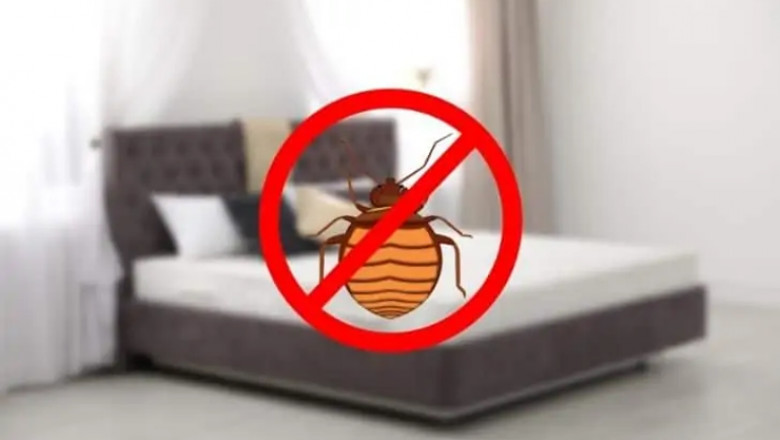 How Do You Get Rid of Bed Bugs In Your Carpet?