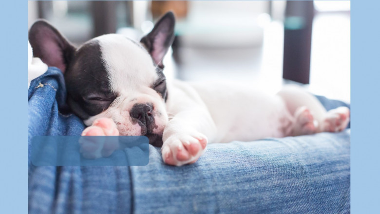 Luxury Puppies NY Long Island New York