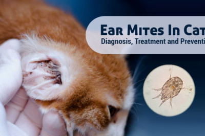 Ear Mites In Cats: Diagnosis, Treatment and Prevention