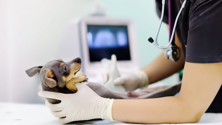 Animal Ultrasound Market Research Report Elaborate Analysis 2022 | Research Informatic