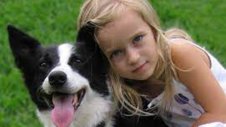 Are dog shock collars and electric dog collars the same?