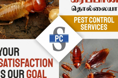 Cockroach Control services in Chennai