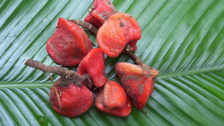Global Thaumatin Market Forecast till 2028