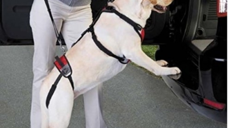 Make Sure To Get All The Disabled Pet Supplies Archives Online