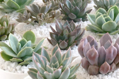Succulent Plants Sydney | Happylittlesucculents.com.au