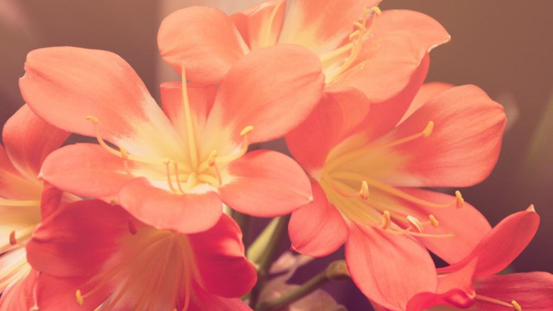 ist der neue rolex batman ein besserer kauf als der alte