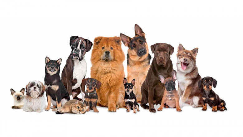 SHOULD I INVEST IN A PET BOARDING FRANCHISE OPPORTUNITY OR A PET STORE FRANCHISE?