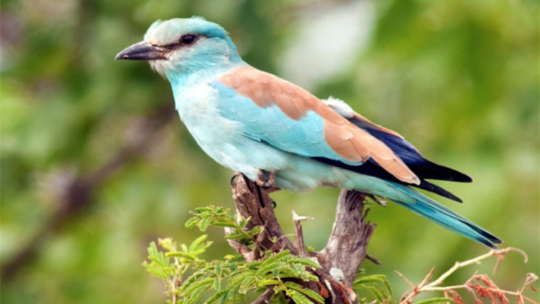 Simcoe Muskoka Wildlife Removal: Saving Neighborhoods from Wildlife