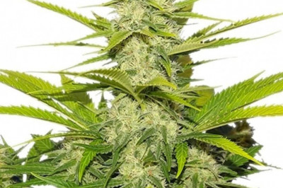 The Role of Genomic Imprinting in Plants with Hybrid Seeds