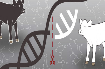 As part of biotechnology, Animal Genetics studies the genes, genetic differences, and heredity of animals