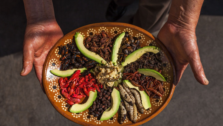 Clinical Evaluation and Safety of Edible Insects