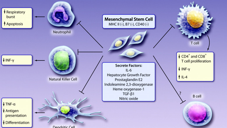 Rising Prevalence of Mesenchymal Stem Cells