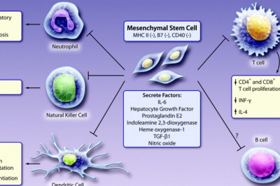 Rising Prevalence of Mesenchymal Stem Cells