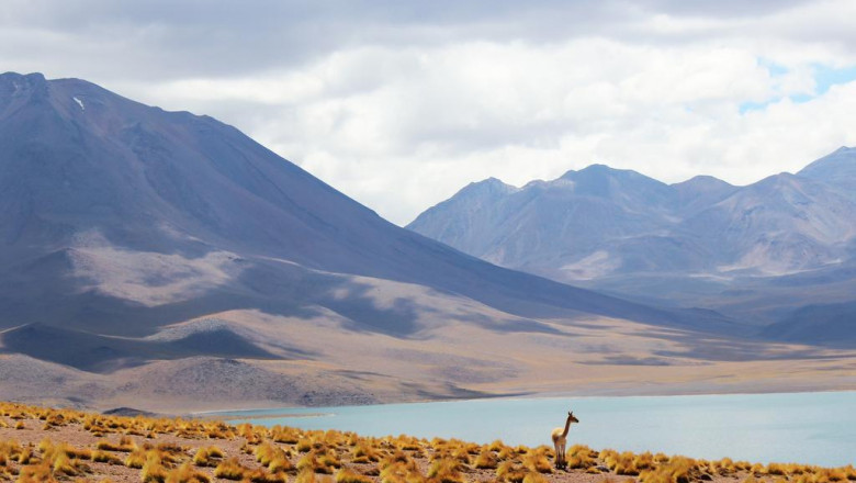 area rug cleaning the most beneficial suggests to wash your carpets