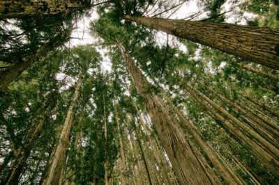 child tax credit for nonfilers file taxes