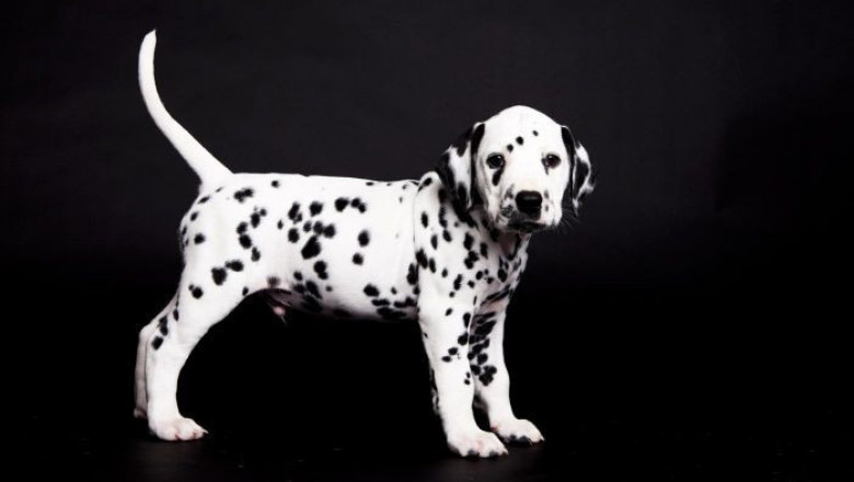 dalmatian breeders -dalmatian puppies for sale
