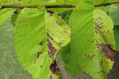 THE MOST COMMON TREE DISEASES IN TEXAS THIS SPRING: THE COMPLETE GUIDE – PART 2
