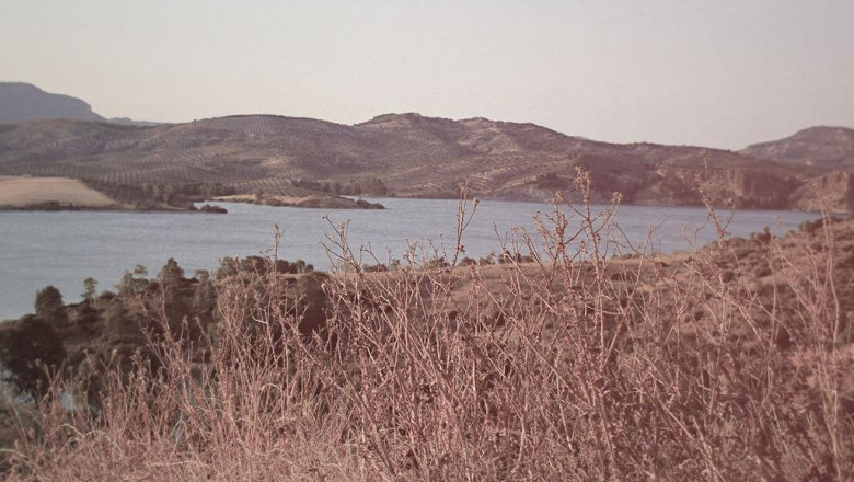 ile powinien jesc kot brytyjski