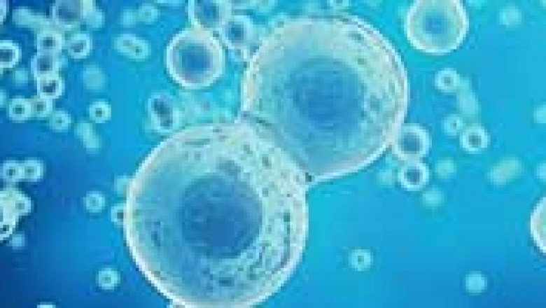 The Growth of Live Cell Imaging Market